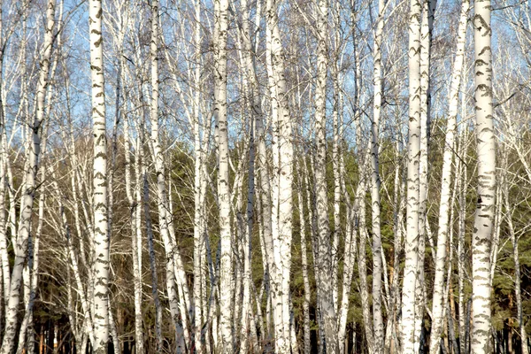 Brzozowego lasu bez liści — Zdjęcie stockowe