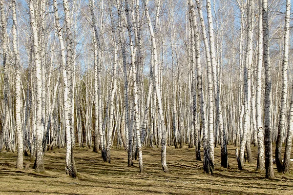 葉のない白樺の森の春 — ストック写真