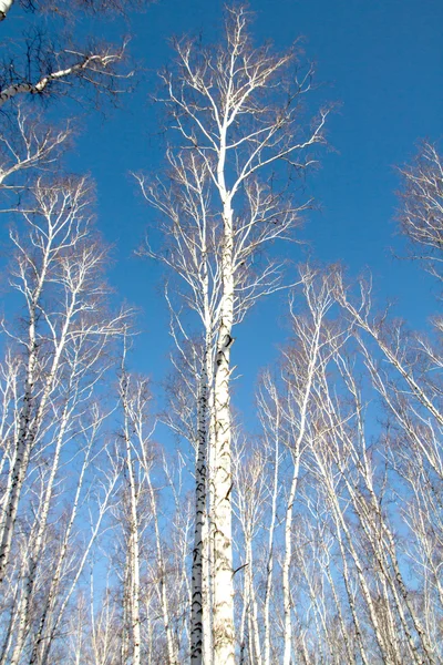 Björk-skogen våren utan blad — Stockfoto