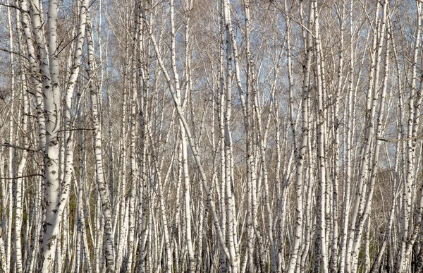 Bříza Lesní pramen bez listí — Stock fotografie