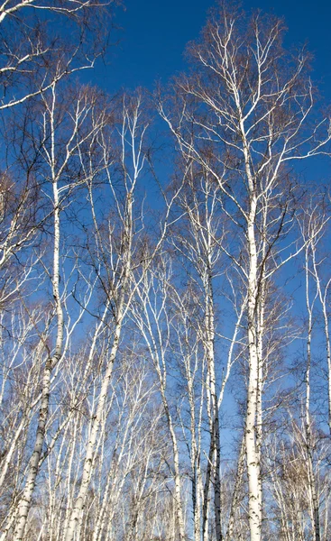 Primavera di foresta di betulla senza foglie — Foto Stock