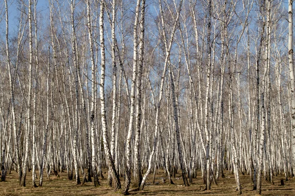 Bétula floresta primavera sem folhas — Fotografia de Stock