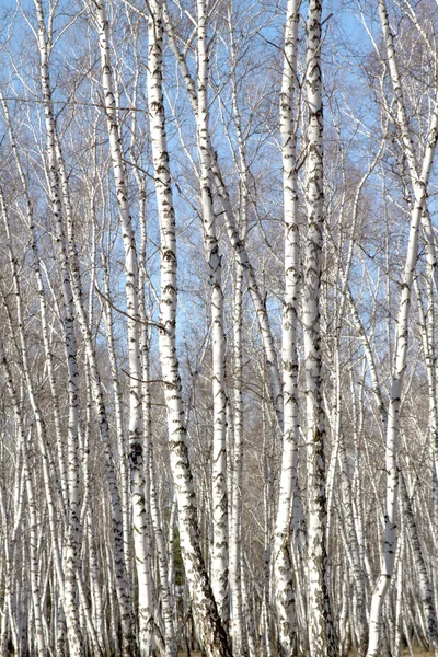 Березовый лес без листьев — стоковое фото