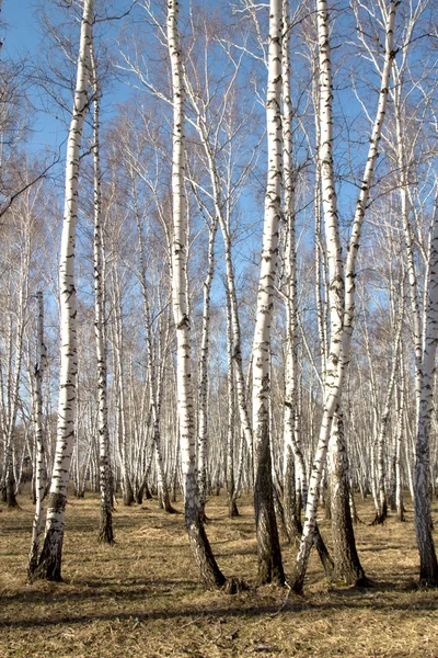 Björk-skogen våren utan blad — Stockfoto