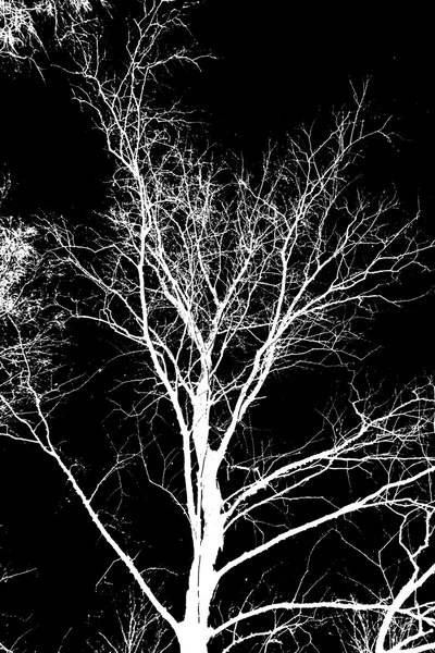 Branches d'arbres blancs sur fond noir — Photo