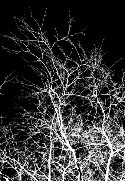 Branches d'arbres blancs sur fond noir — Photo