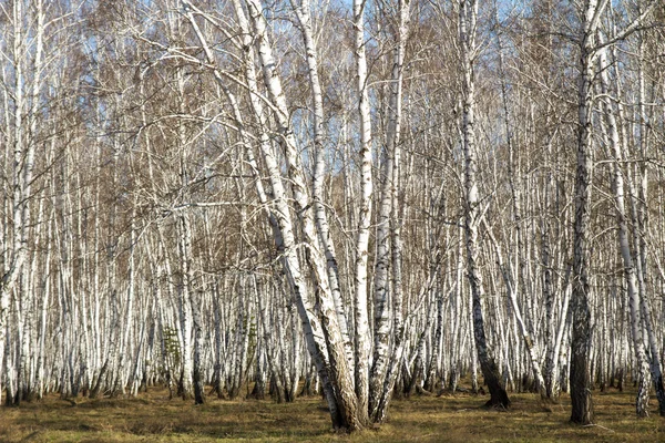 Björk-skogen våren utan blad — Stockfoto