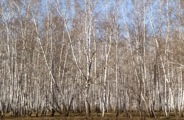 Birkenwälder Frühling ohne Blätter — Stockfoto