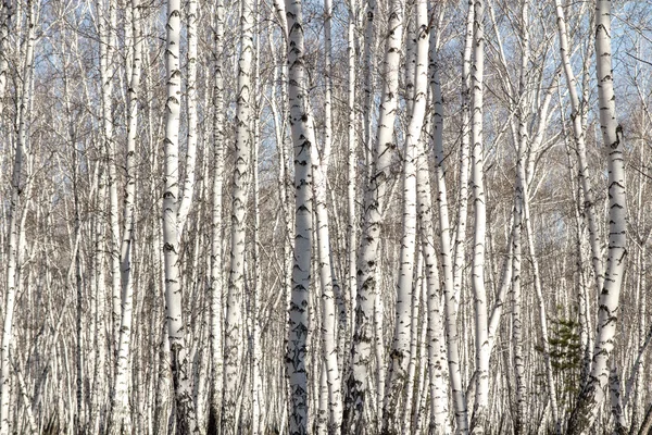 葉のない白樺の森の春 — ストック写真