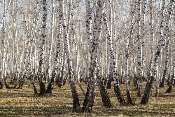 Björk-skogen våren utan blad — Stockfoto