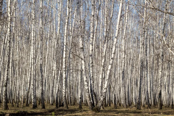 Birkenwälder Frühling ohne Blätter — Stockfoto