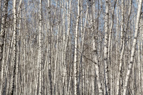 Björk-skogen våren utan blad — Stockfoto