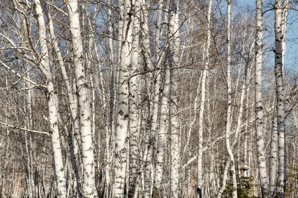 Березовый лес без листьев — стоковое фото