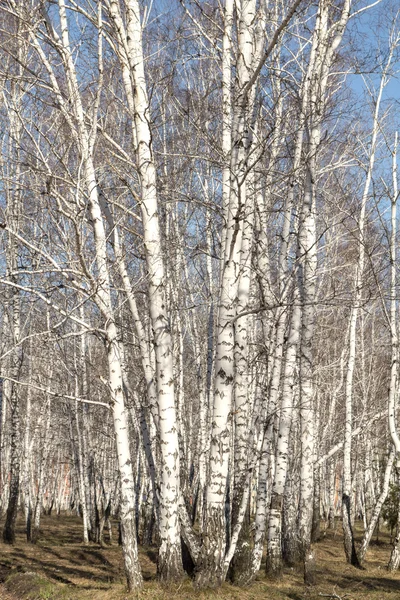 Björk-skogen våren utan blad — Stockfoto