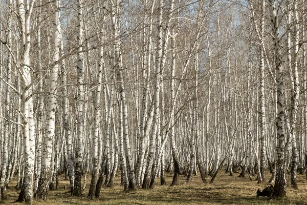 Bétula floresta primavera sem folhas — Fotografia de Stock