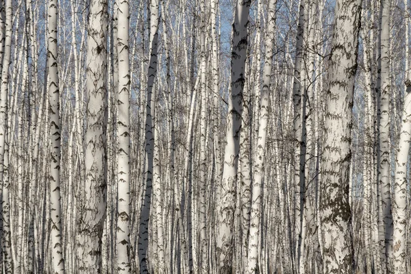 Bosque de abedul primavera sin hojas —  Fotos de Stock