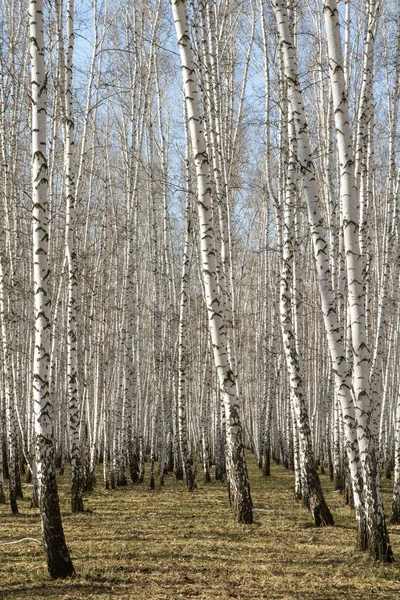 Björk-skogen våren utan blad — Stockfoto