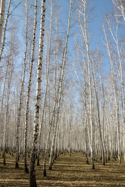 Birch forest spring without leaves — Stock Photo, Image