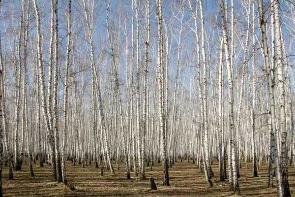 Berk bos voorjaar zonder bladeren — Stockfoto