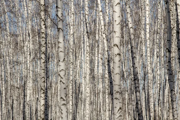 Björk-skogen våren utan blad — Stockfoto