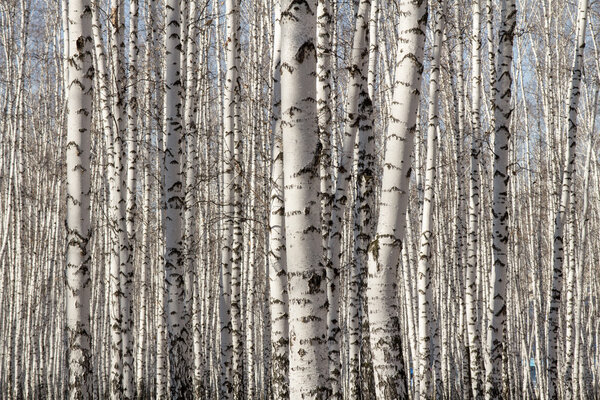 birch forest spring without leaves