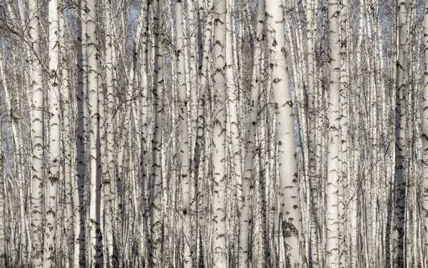 Björk-skogen våren utan blad — Stockfoto