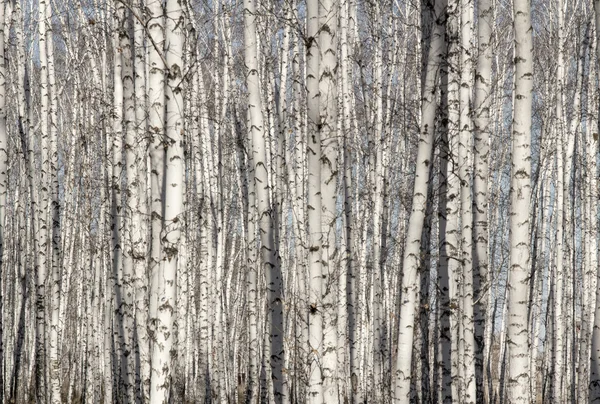 Björk-skogen våren utan blad — Stockfoto