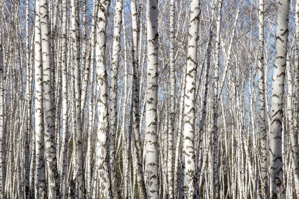 葉のない白樺の森の春 — ストック写真