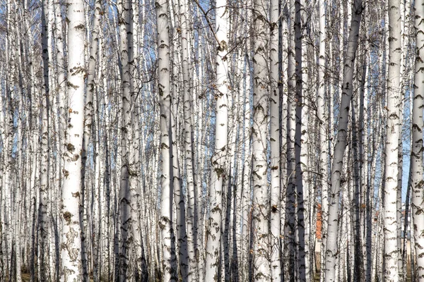 Björk-skogen våren utan blad — Stockfoto