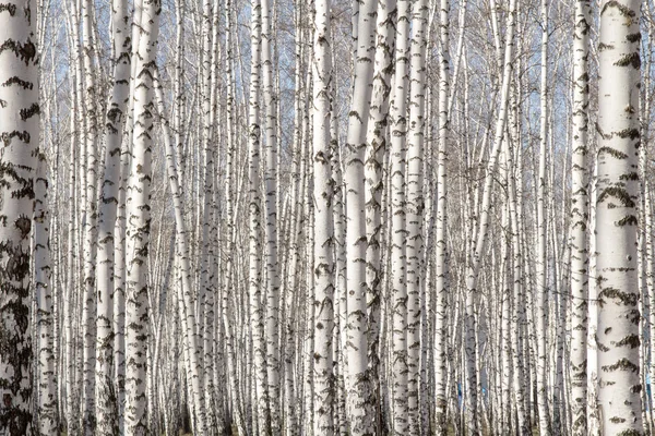 Primavera di foresta di betulla senza foglie — Foto Stock