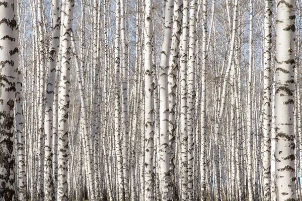 Berk bos voorjaar zonder bladeren — Stockfoto