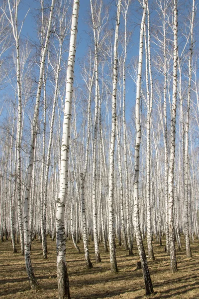 Berk bos voorjaar zonder bladeren — Stockfoto