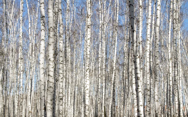 Björk-skogen våren utan blad — Stockfoto