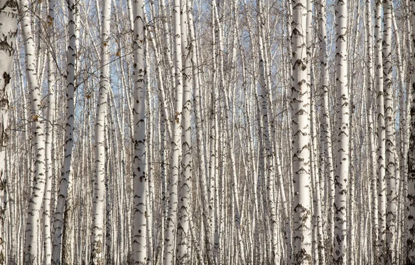 자작나무 숲 봄 잎 없이 — 스톡 사진