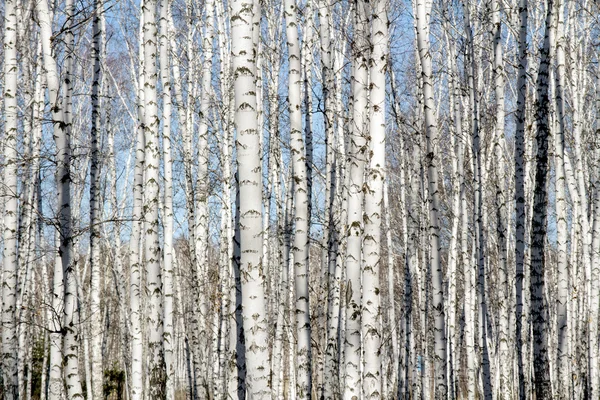 葉のない白樺の森の春 — ストック写真