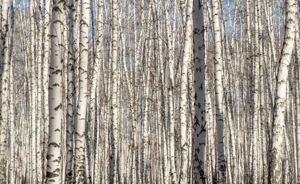 Bouleau forêt printemps sans feuilles — Photo