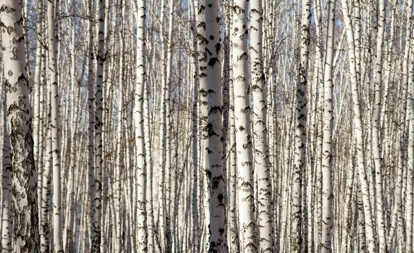 Bosque de abedul primavera sin hojas — Foto de Stock