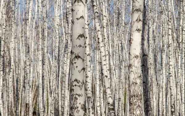 Berk bos voorjaar zonder bladeren — Stockfoto