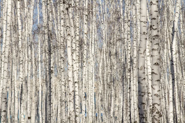 Birch forest spring without leaves — Stock Photo, Image