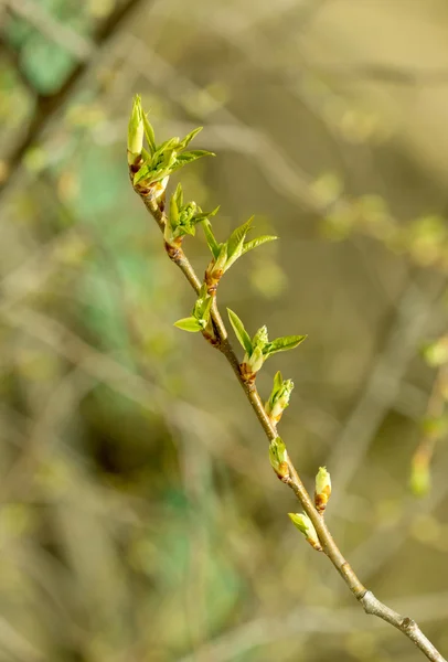 Die jungen Triebe der Baumblätter — Stockfoto
