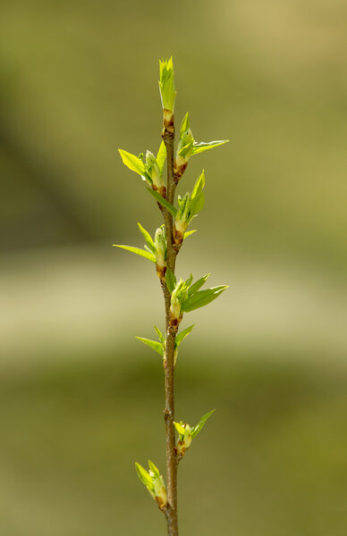 молодые побеги листьев дерева
