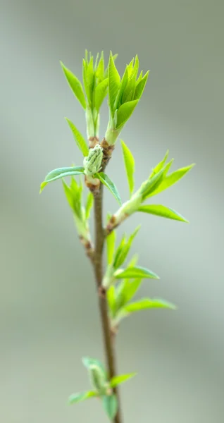 stock image the young shoots of the tree leaves