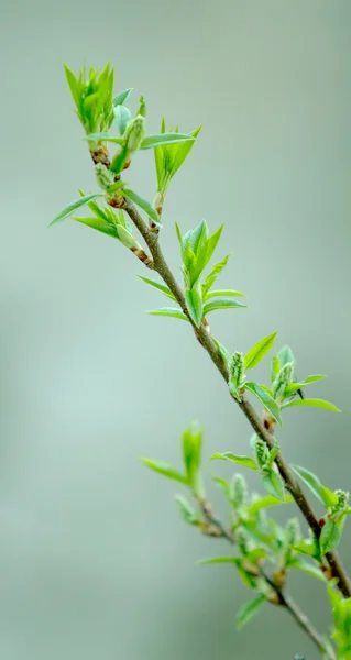 The young shoots of the tree leaves — Stock Photo, Image