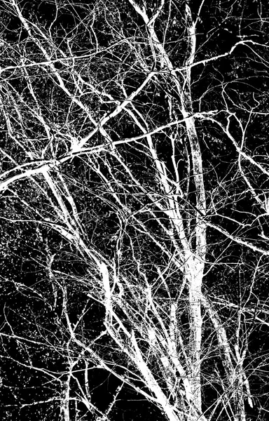 Abstraction, white tree branches on a black background — Stock Photo, Image