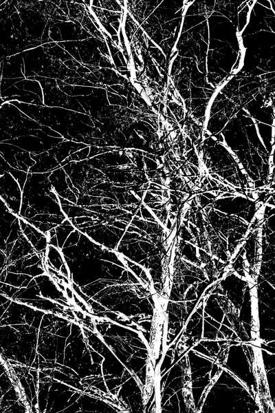 검은 배경에 있는 추상적 이고 흰 나뭇가지 — 스톡 사진
