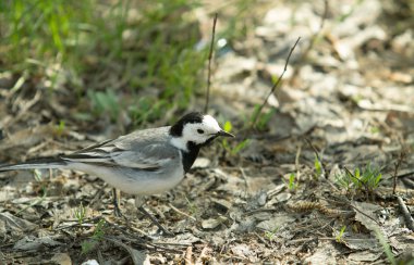 Doğadaki Asya kuş sinekkapan