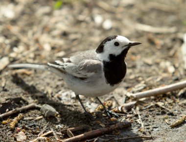 Doğadaki Asya kuş sinekkapan