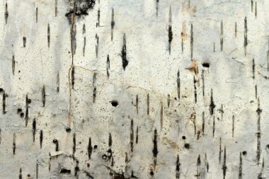 Huş ağacı kabuğu portre