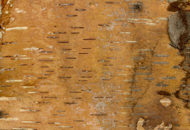 Huş ağacı kabuğu portre