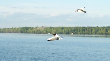 Martı kuşu uçuyor.